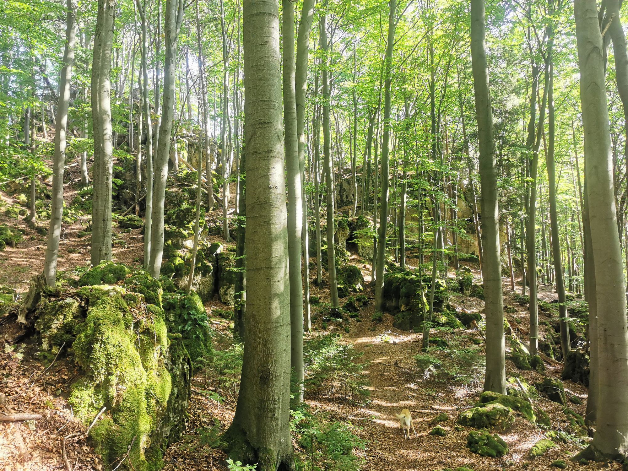 Obertrubach Rundwanderung der Felstunnel