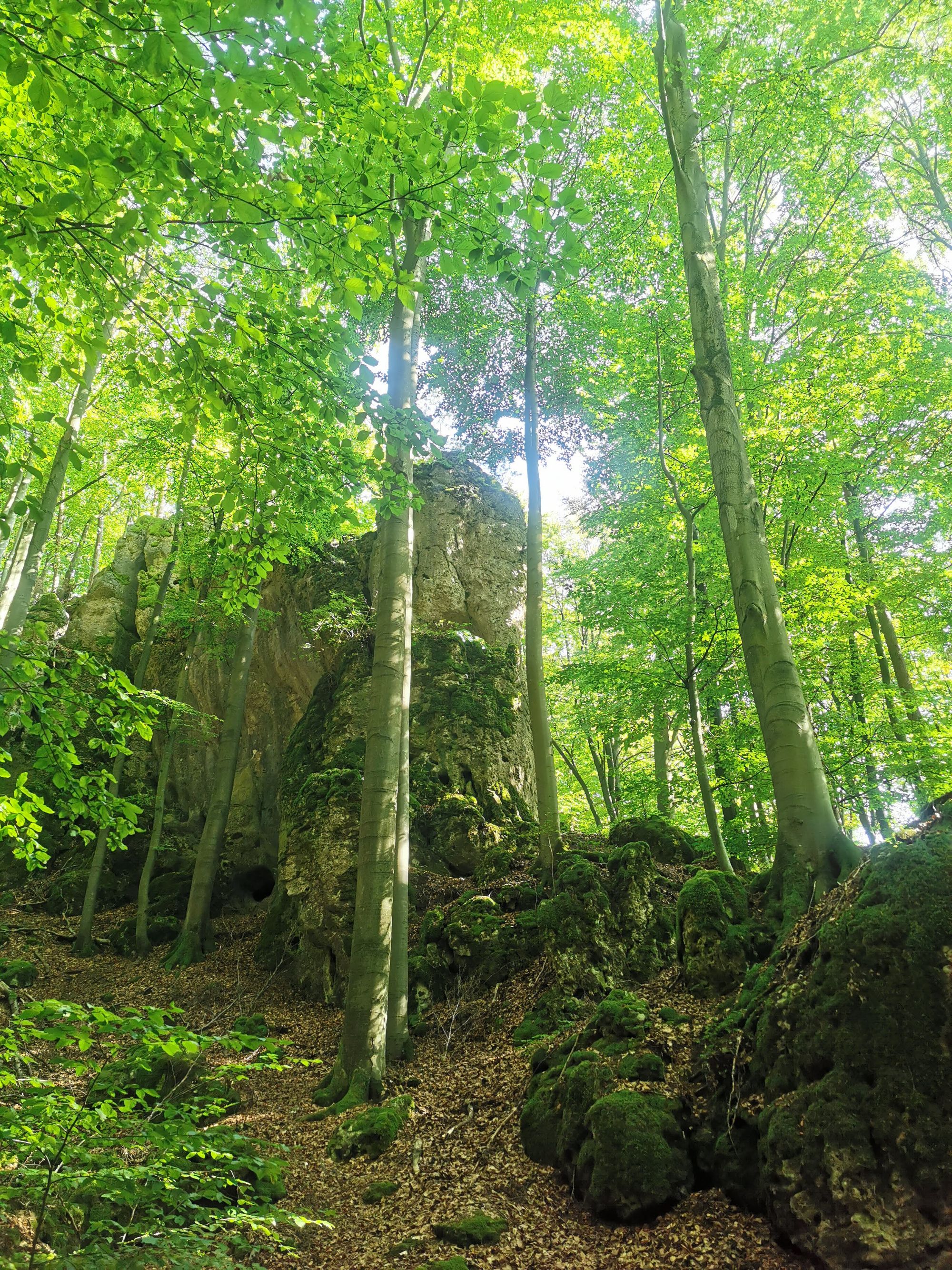 Obertrubach Rundwanderung der Felstunnel