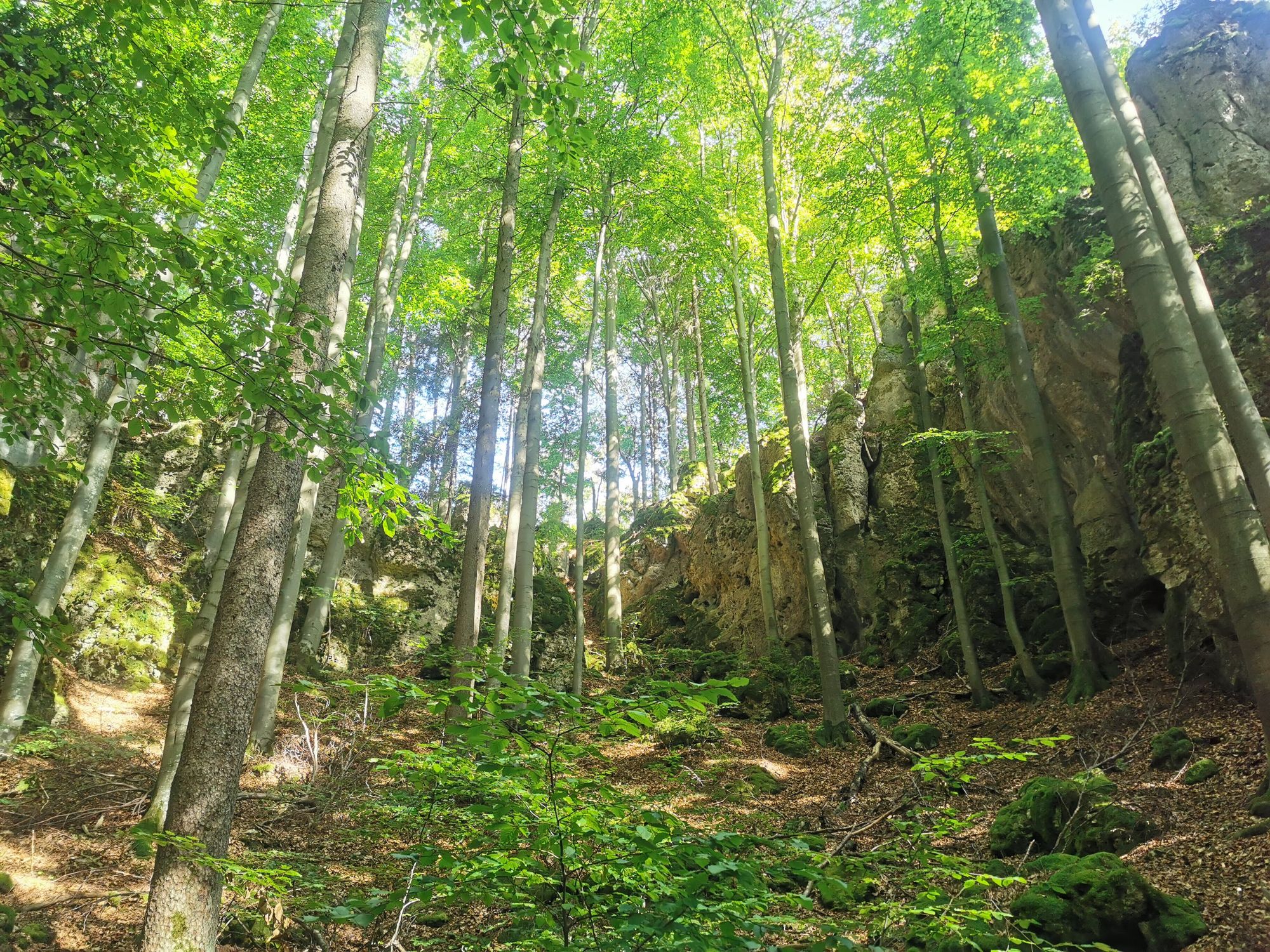 Obertrubach Rundwanderung der Felstunnel