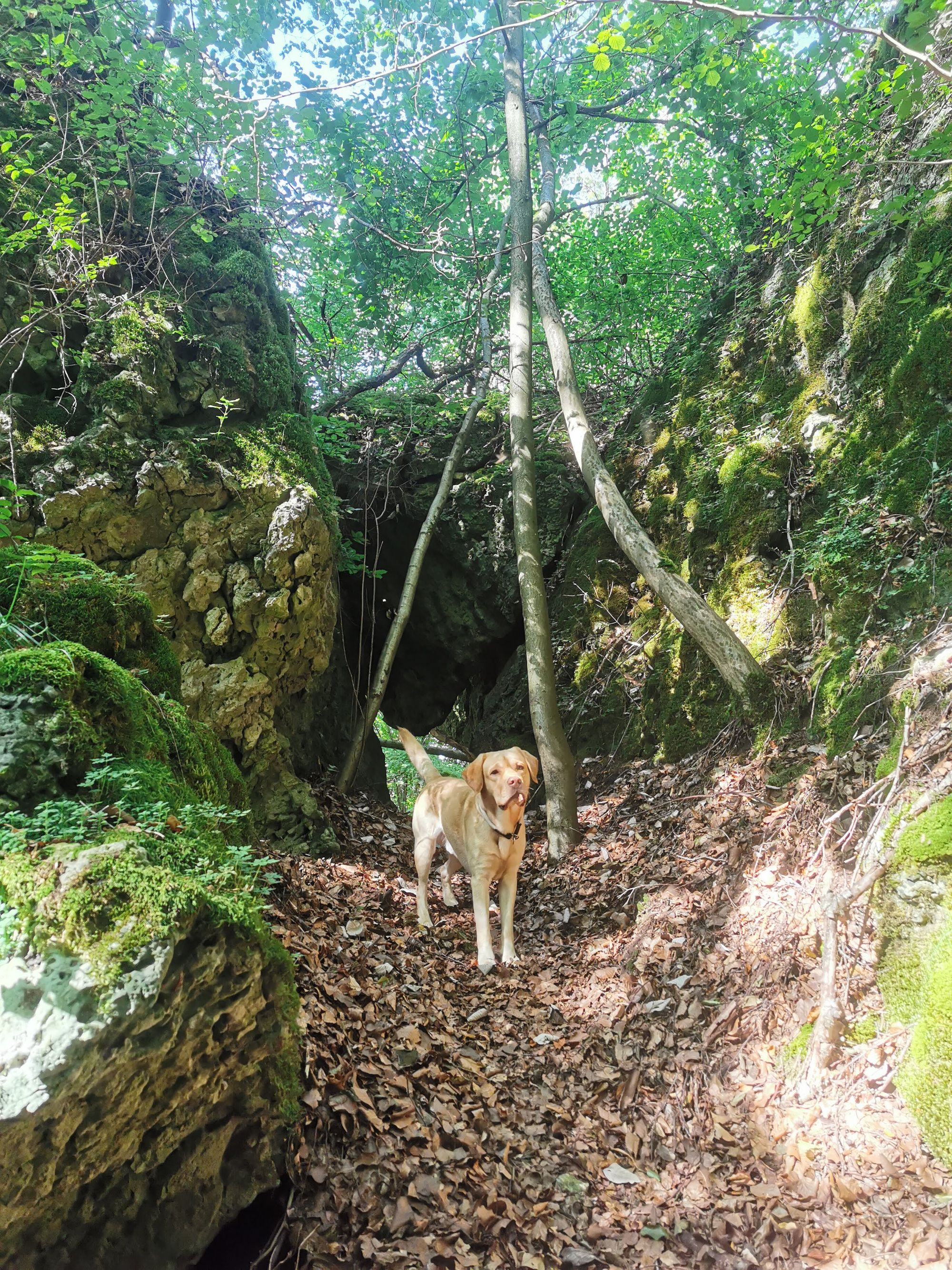 Obertrubach Rundwanderung der Felstunnel