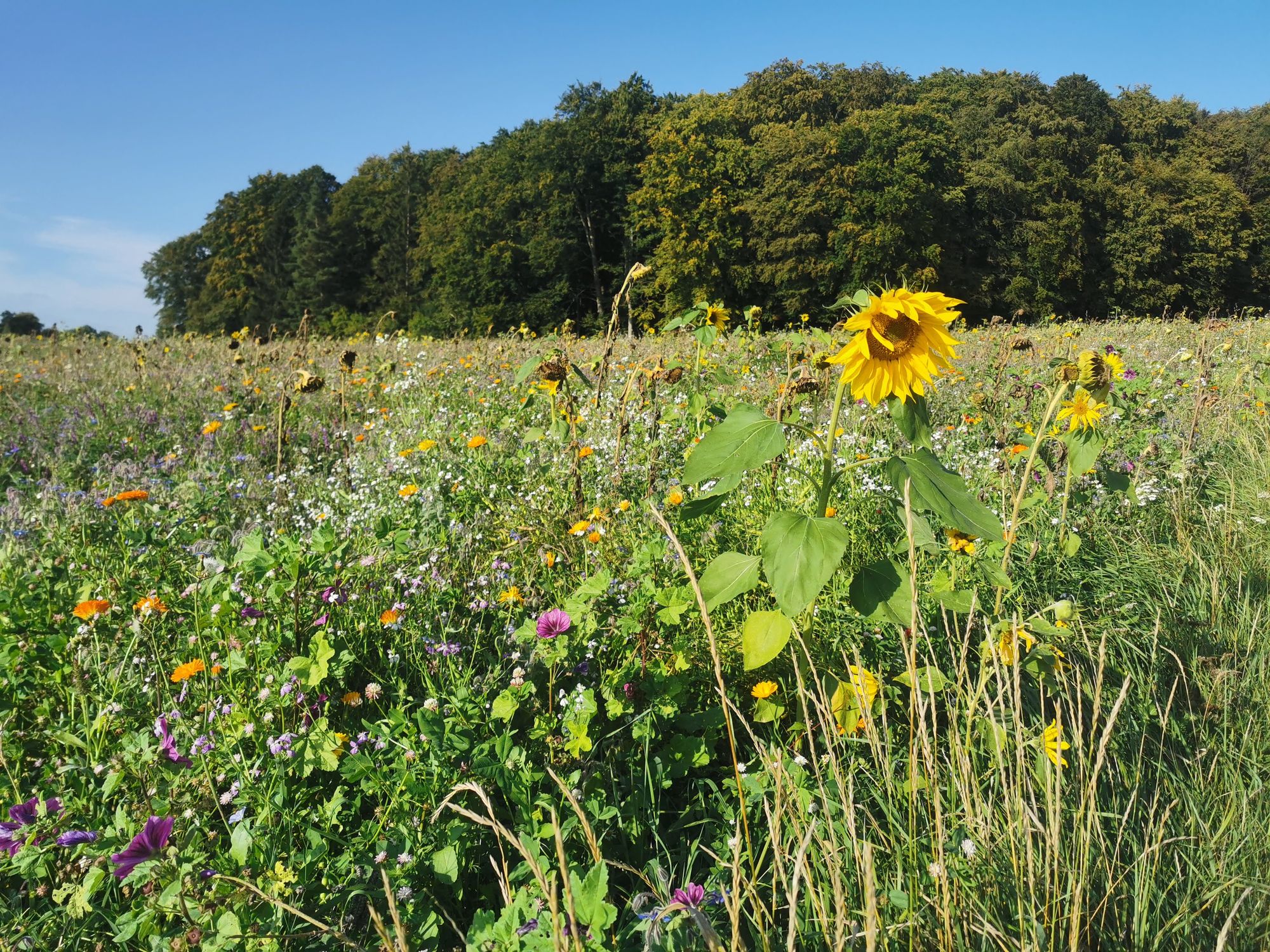 Obertrubach Rundwanderung der Felstunnel