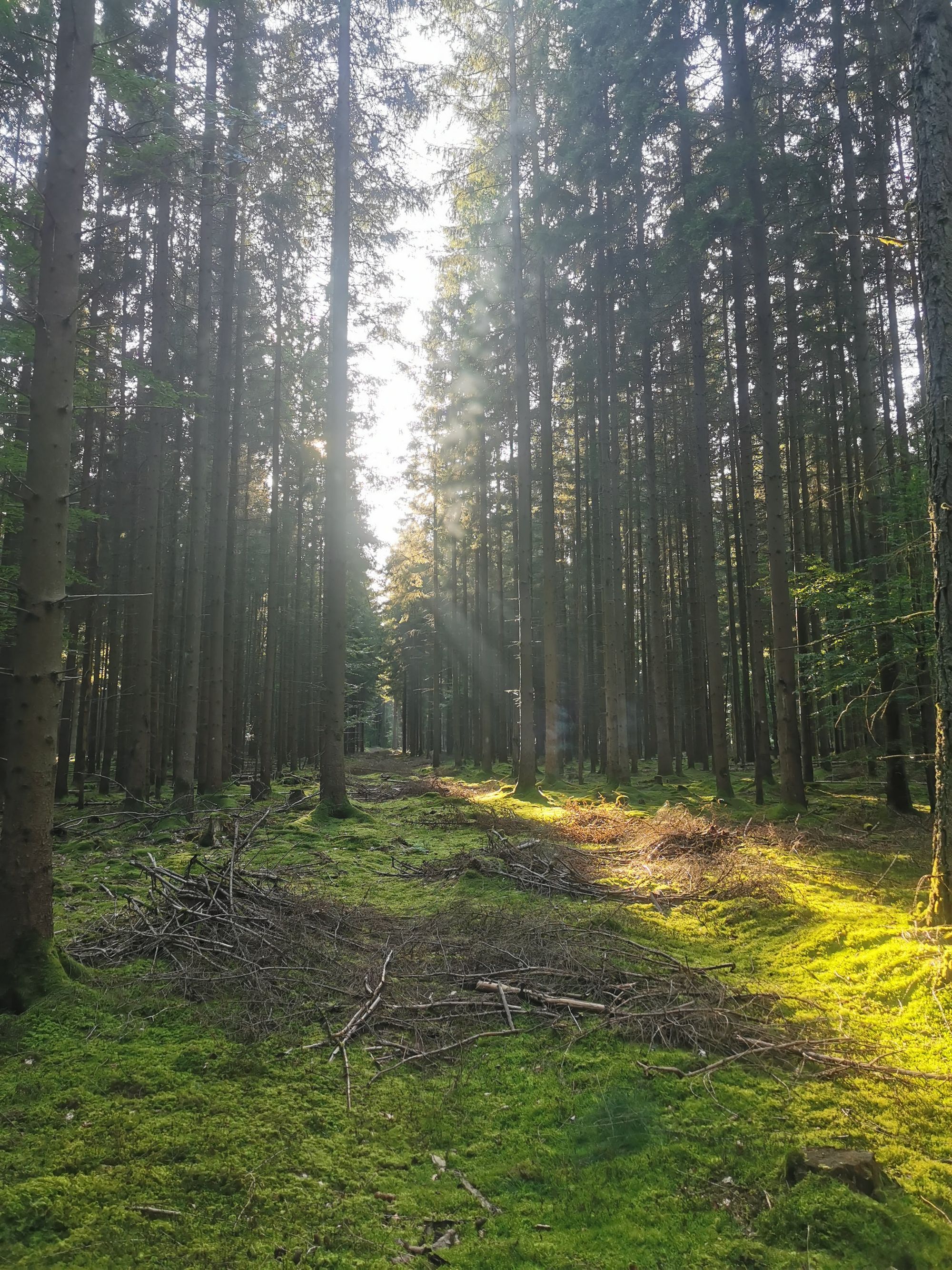 Obertrubach Rundwanderung der Felstunnel