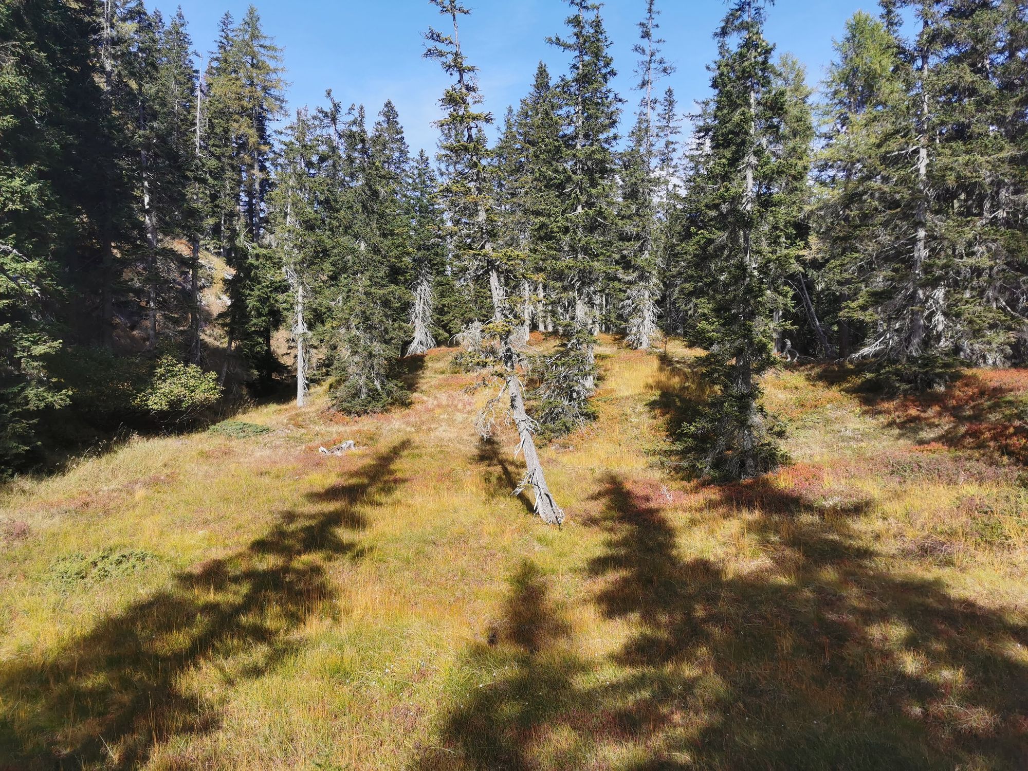 Sextener Dolomiten: Almwanderung Seikofel - Alpe Nemes Hütte - Malga Coltrondo