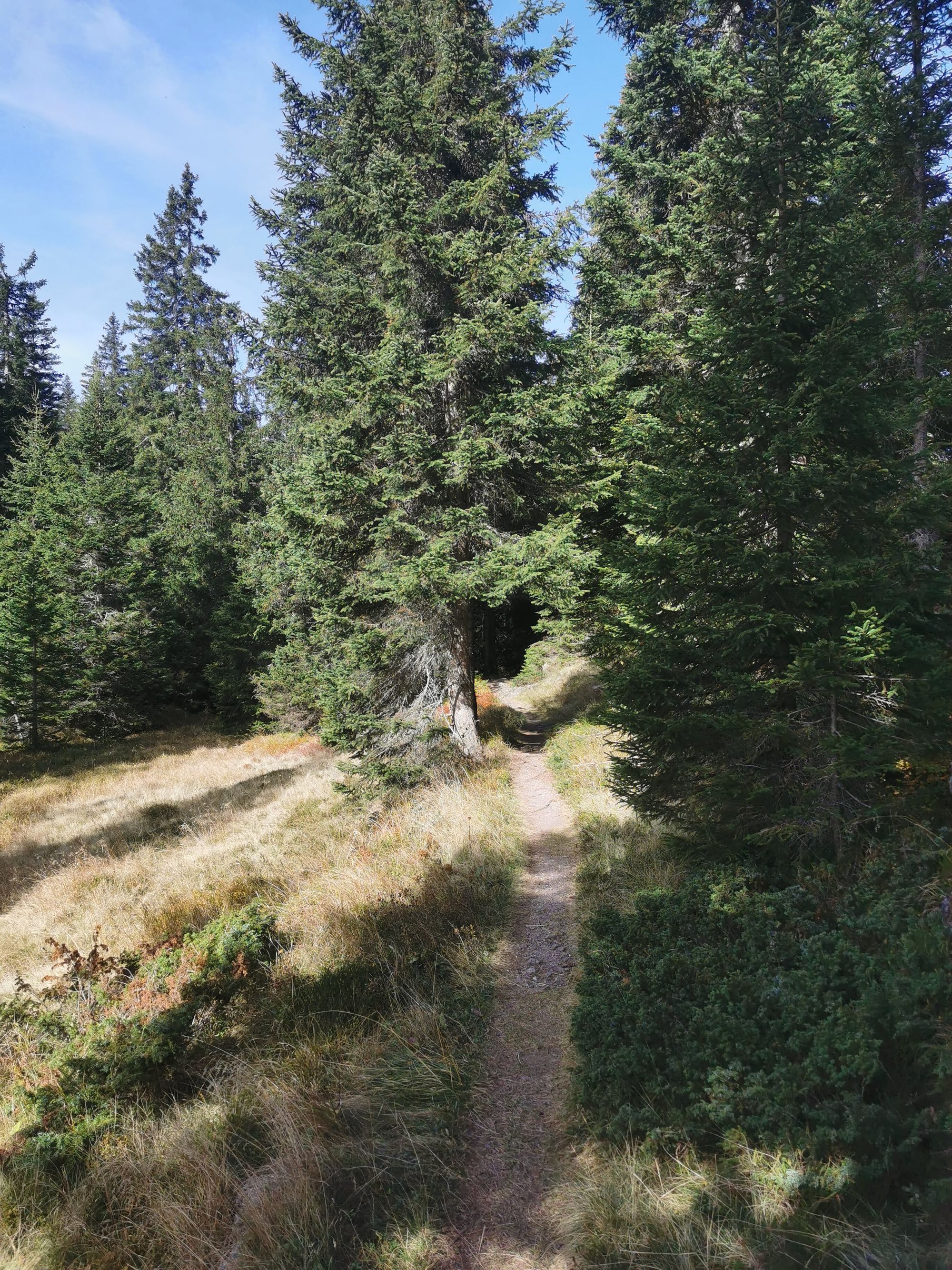 Sextener Dolomiten: Almwanderung Seikofel - Alpe Nemes Hütte - Malga Coltrondo