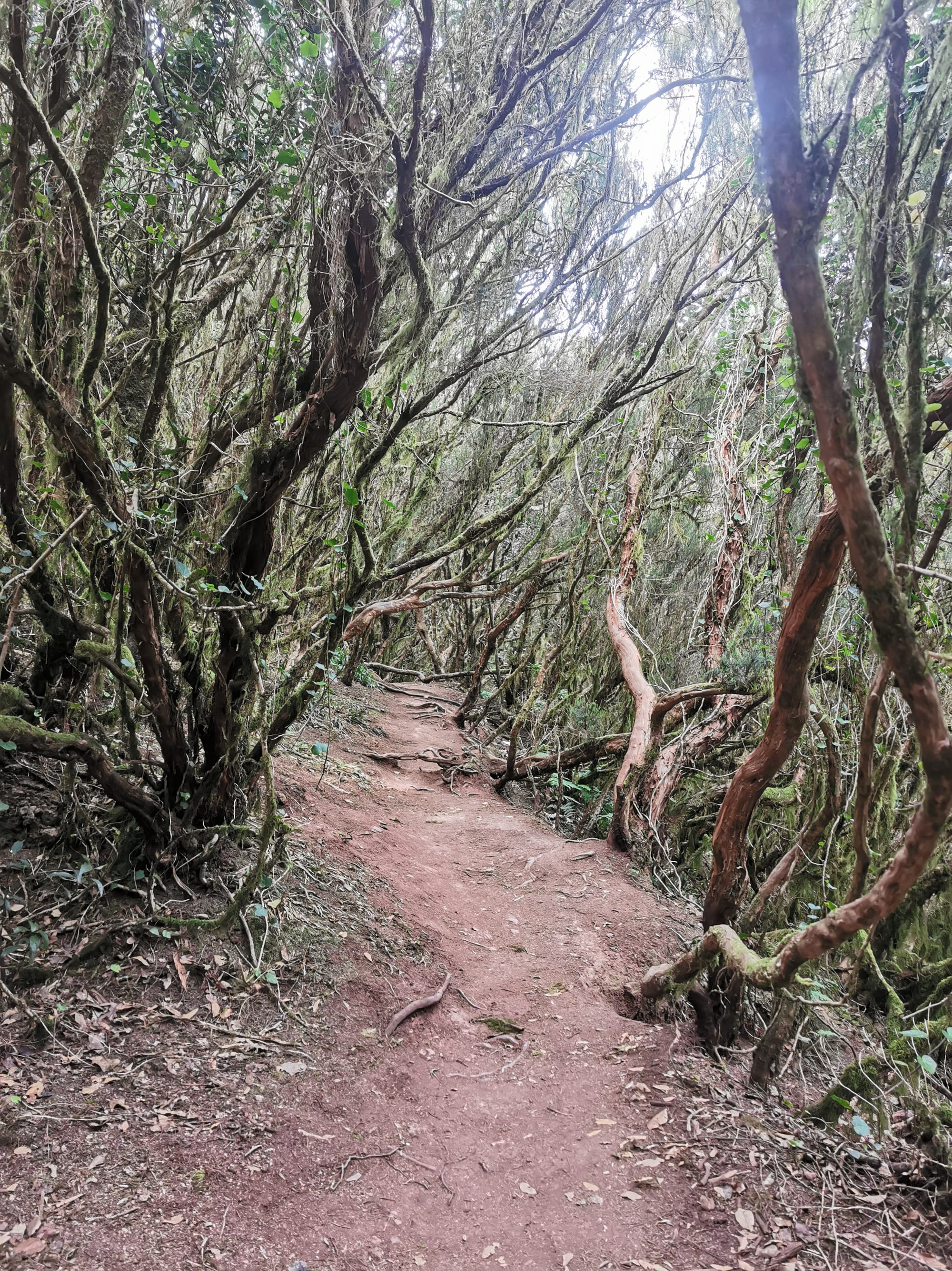 Teneriffa: Ein Leitfaden für die 11 schönsten Wanderungen