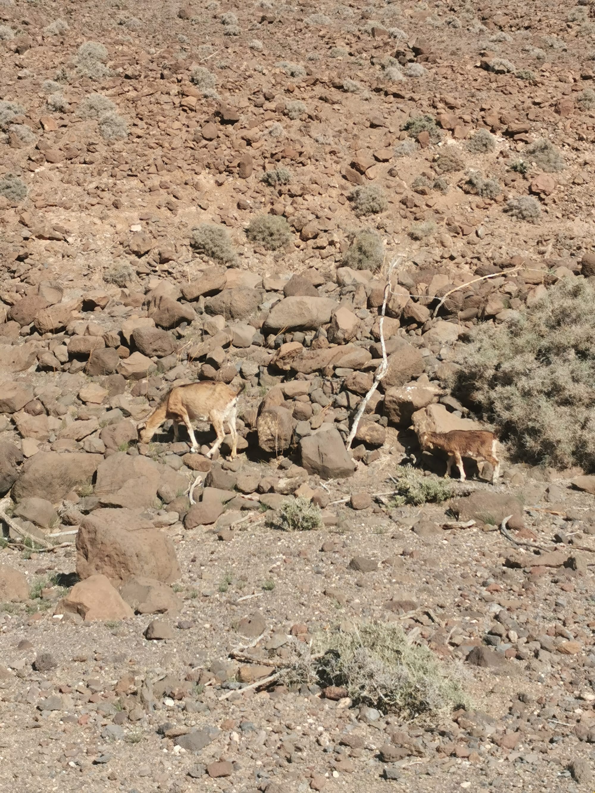 Fuerteventura: Wandern auf der Insel des Windes