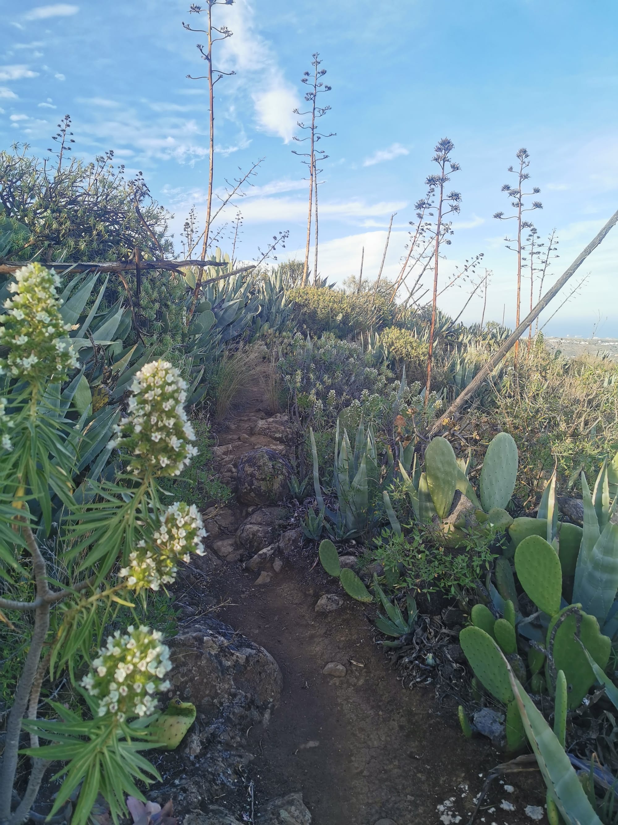 Wandern auf Gran Canaria: 6 traumhafte Wanderungen